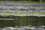 Pied-Billed Grebe